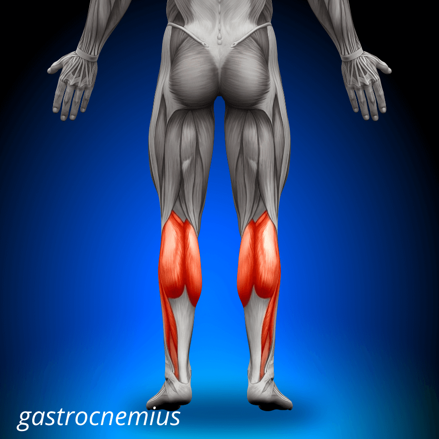 Musculus gastrocnemius
