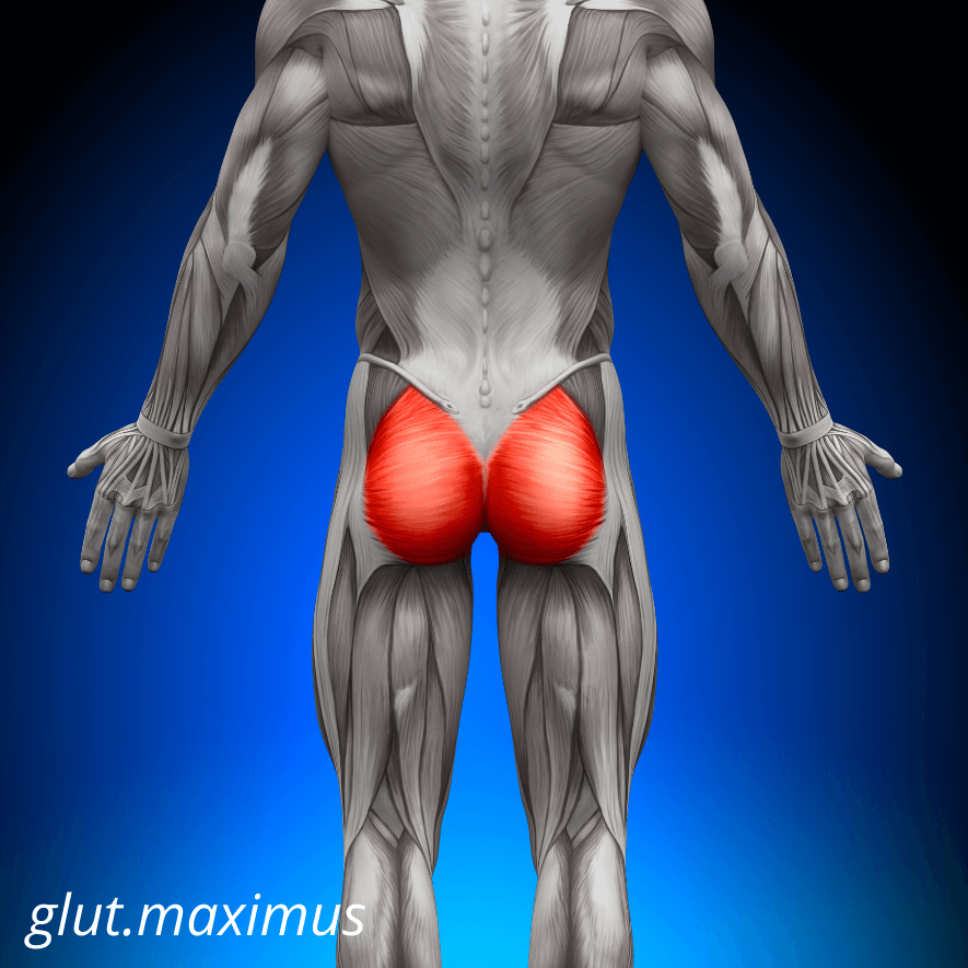 Musculus gluteus maximus