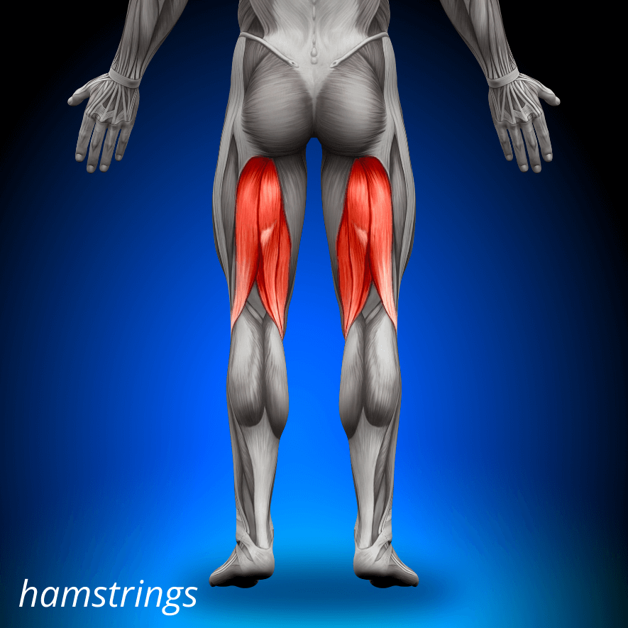 Hamstrings