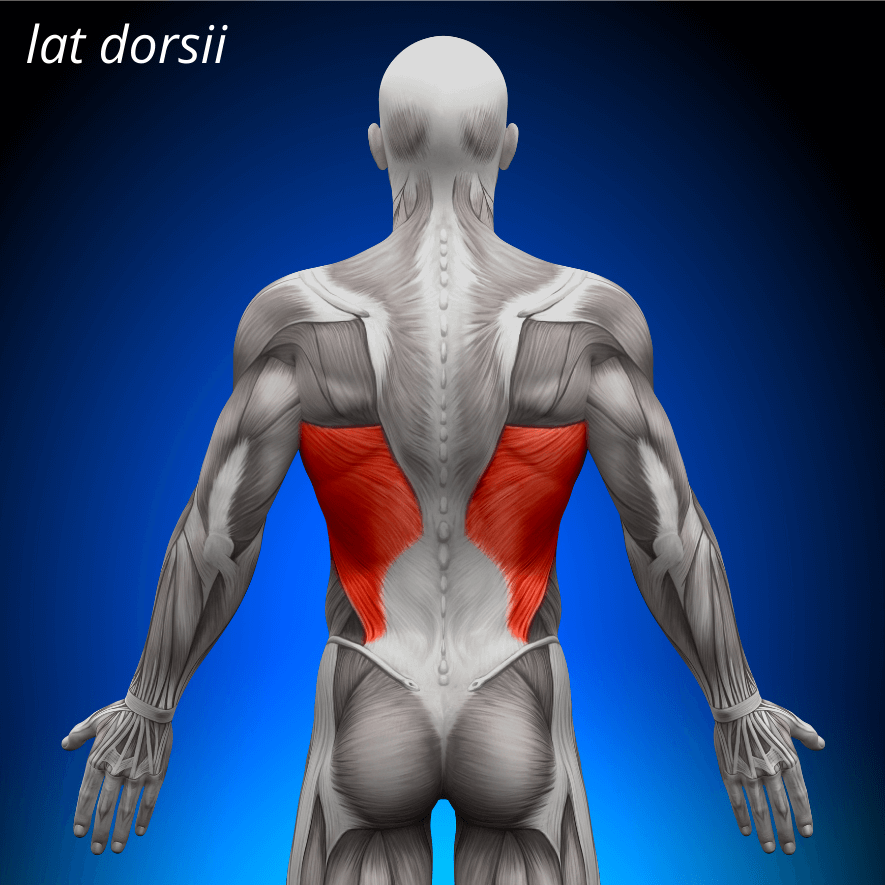 Musculus latissimus dorsi