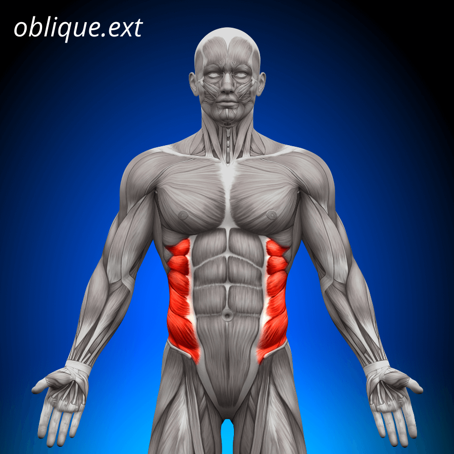 Musculus obliquus abdominis