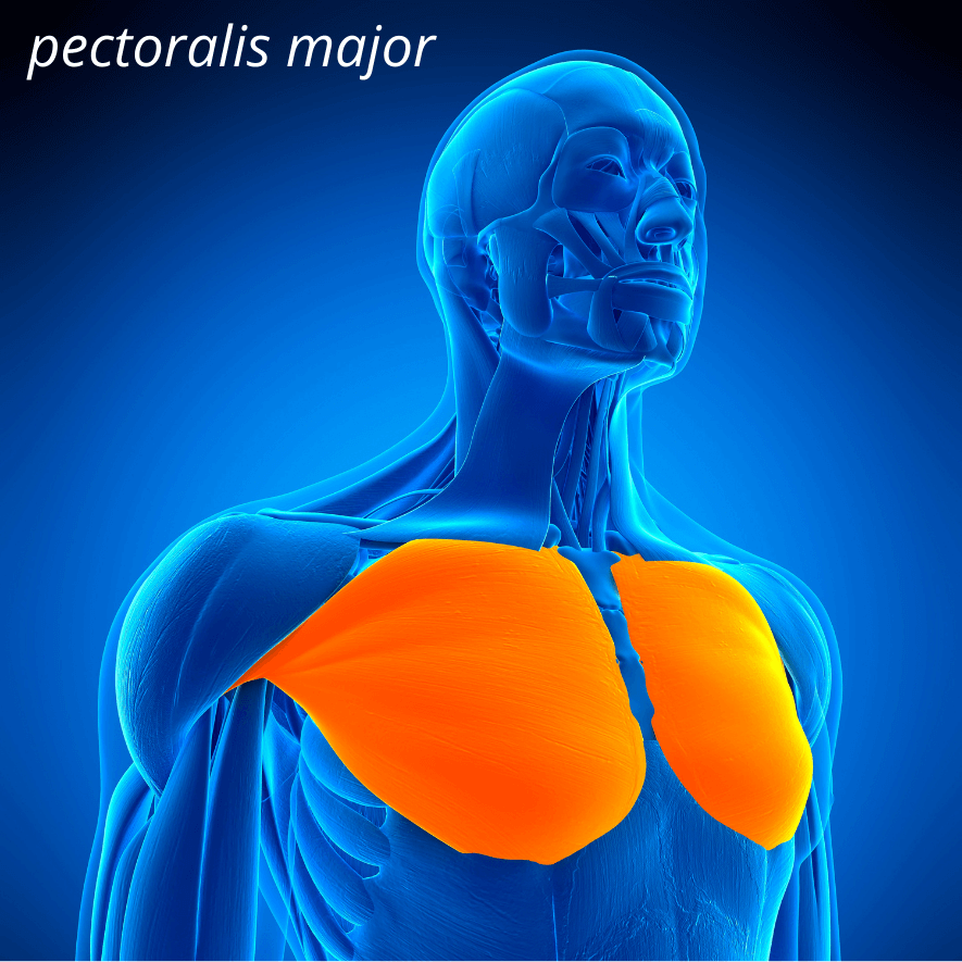 Musculus pectoralis major