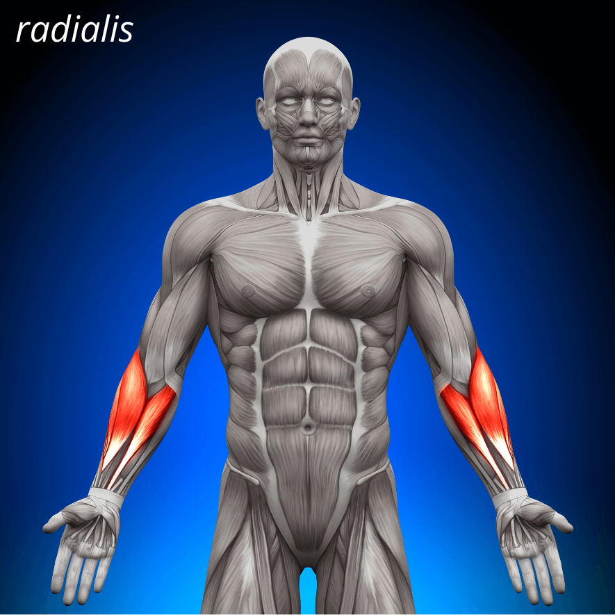 Musculus brachioradialis