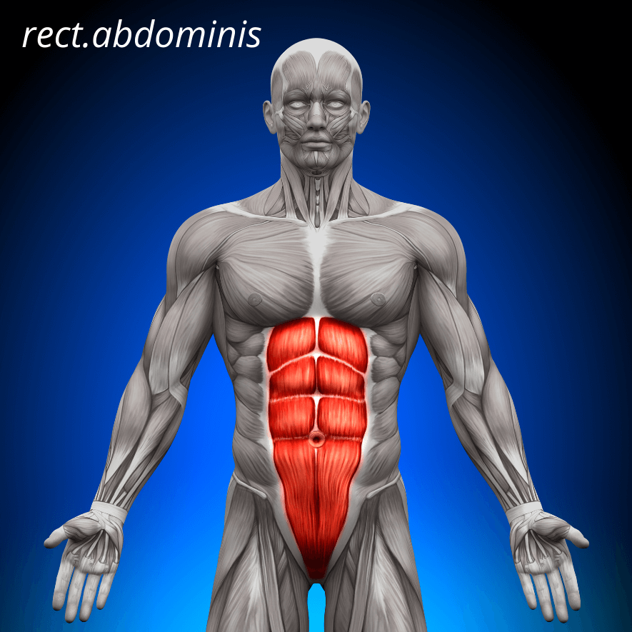 Musculus rectus abdominis