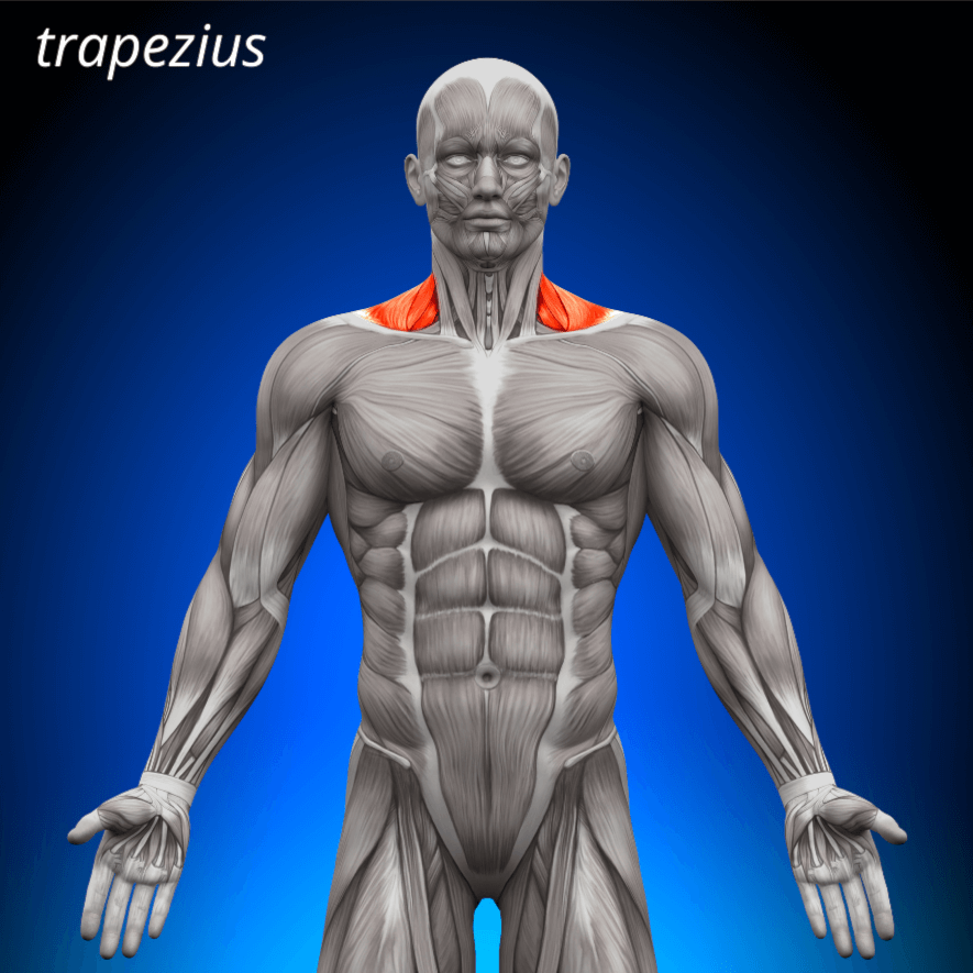 Musculus trapezius