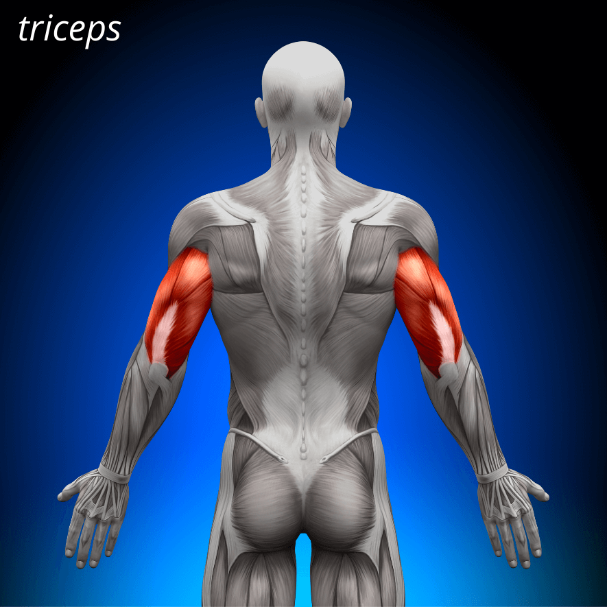 Musculus triceps brachii